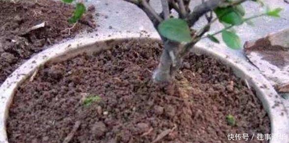 土壤|嫌换土太麻烦,老花匠教你“3招”,旧土直接变新土,养啥旺啥!
