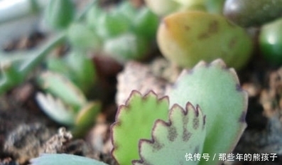 落地生根繁殖后代的方法