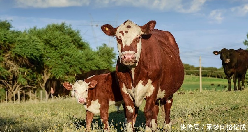 来自国外的五款美食,无论是甜点还是汤品,均带有浓浓的异域风味