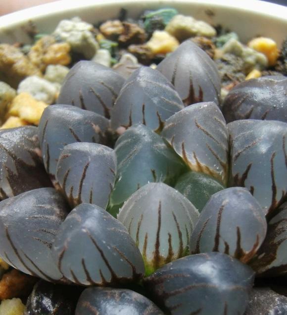 为啥你养的玉露不透?根系没发育好,先养根,不要着急养状态