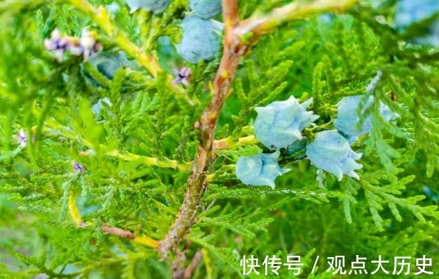 球花|旅行识花,它开花像花又似果,墓地陵园最多却少有人见过它