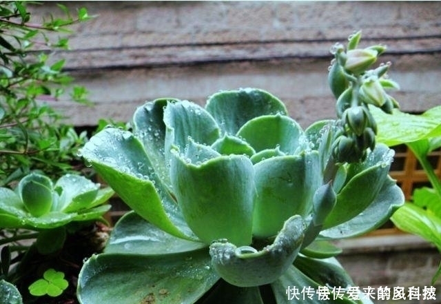 在家种植落地生根,你没有听错,这就是一个美丽的盆栽