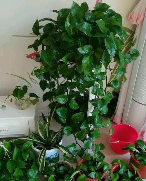  叶片|养绿萝不爆盆，用几粒这个，绿叶子挤满盆，大如手掌，蹭蹭长