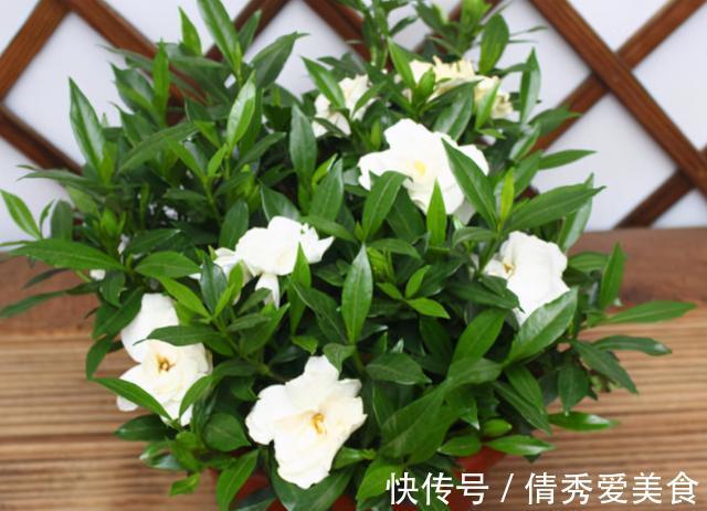 红掌|养花高手都在养这6种花,四季开花非常美,最后3种“香味”足