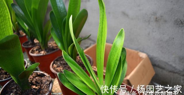 养殖君子兰，浇水是养护中重要一环，从这几个方面来掌握浇水方法