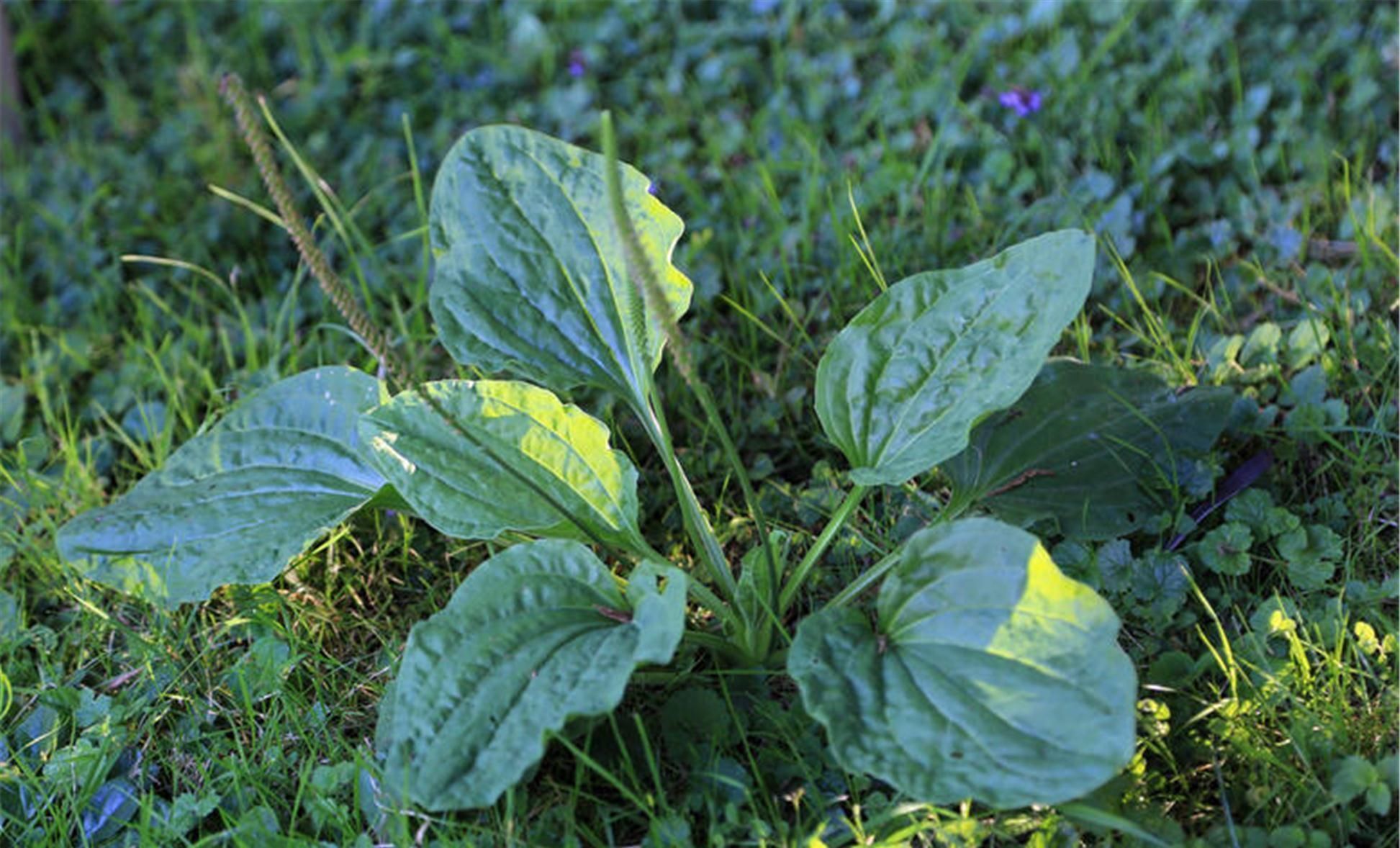 血糖|激活胰岛素的冠军,不是苦瓜,没事敞开喝,血糖慢慢退回安全线