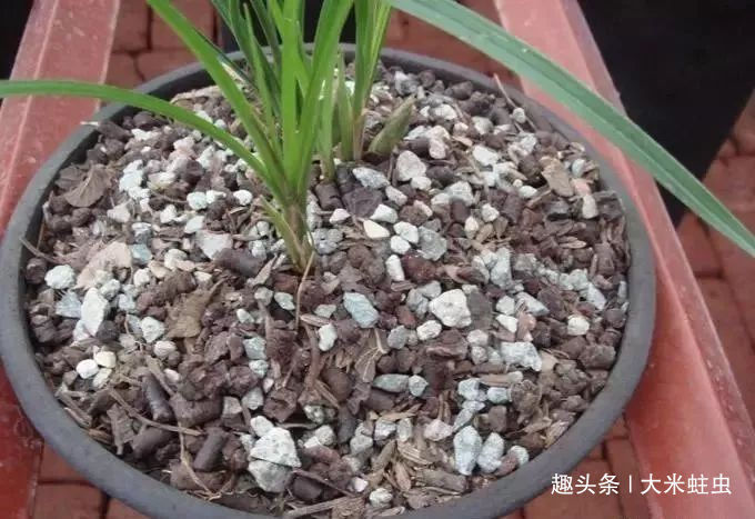 一棵品相绝佳，年年开花的好兰花，根系一定又白又壮