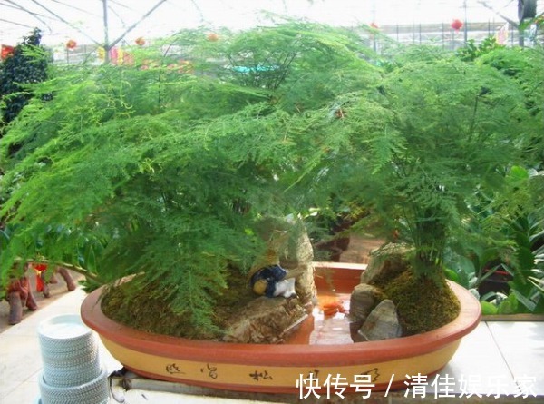 观赏价值|文竹总是不发新芽怎么办教你3个小妙招,枝繁叶茂轻松爆盆