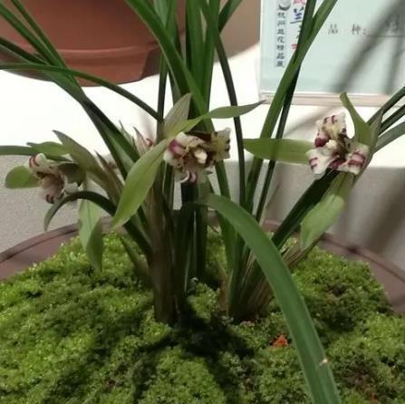 兰花|9月朵朵香长花苞,提前做好3件事,快速爆花皆饶清馥