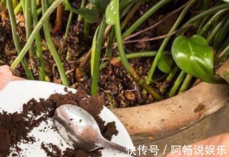 养花想盆栽土越来越肥沃,想不年年换土,隔3个月添些它就搞定