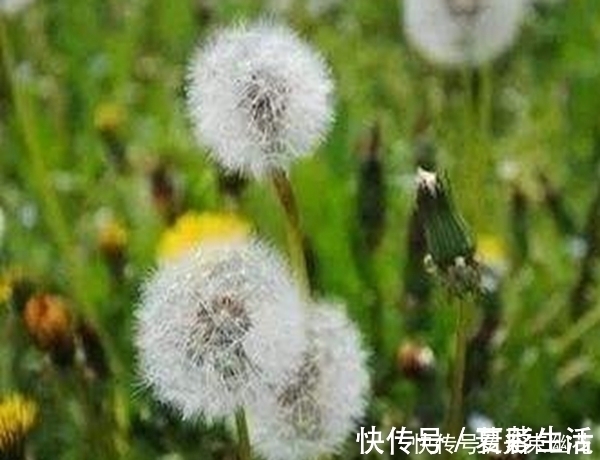 功效|蒲公英不是“万能药”,但它其中的4个功效,确实“名不虚传”!