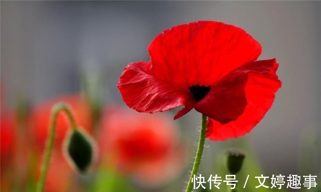 项羽本纪$辛弃疾两首《赋虞美人草》赏读:人间不识精诚苦,贪看青青舞