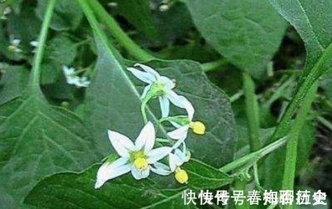 荤香味|入秋后才会有的野菜，可以治风湿痛、关节炎，遇见了一定要带回家