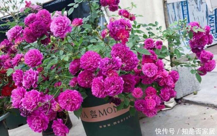 最有仙气的“4种花”,迷人的花朵,花香四溢飘满屋,美爆了