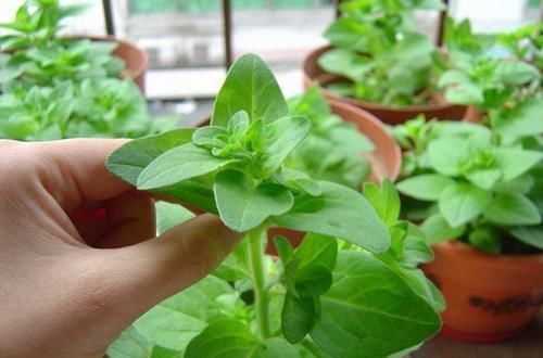 养花|养花一定要戒掉的坏习惯,不然家里全是空花盆,啥花也养不好