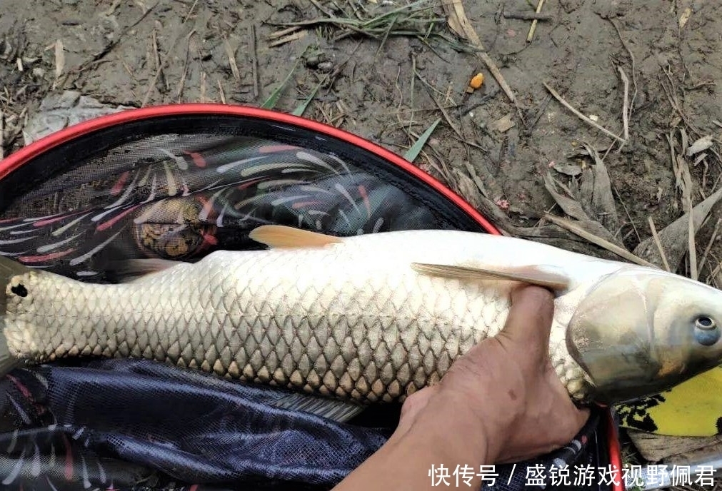 浮漂|野钓打窝没鱼口？找对窝料，选对方法，惊喜不断