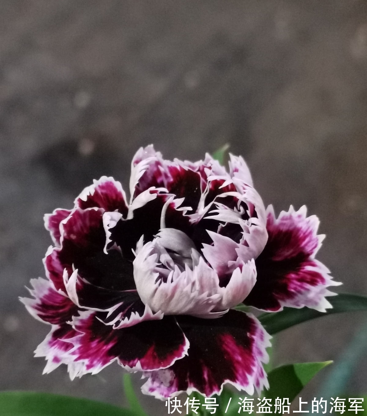 3个养花坏习惯,要赶紧改掉,不然花养得再多也养不好