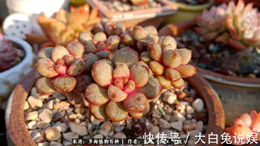 人非咸鱼,岂能无爱好!多肉这个坑我是出不去了!