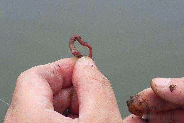 秋冬季节挂蚯蚓钓鲫鱼,调漂用这些方法就对了,简单快捷准确