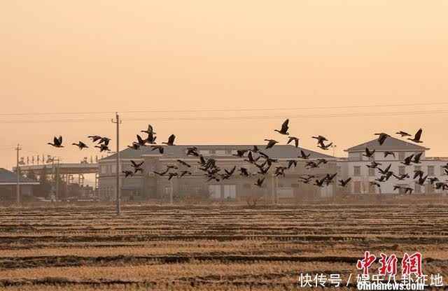 春江水暖鸭先知：中俄交界千余只北归候鸟戏冰水