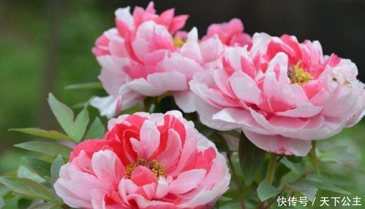 适合冬季养的花,好活易爆盆,一开就是200天,满树都是花朵