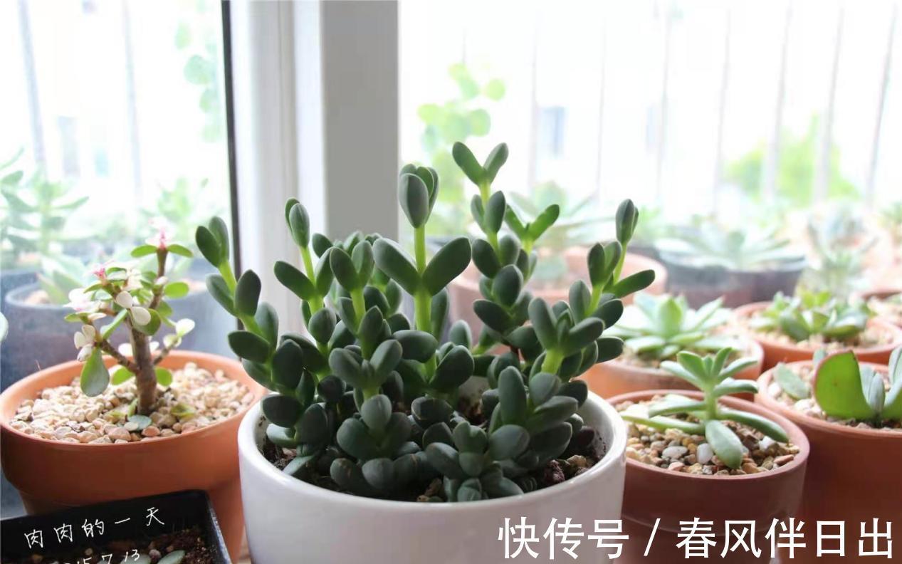 土团|养多肉植物鹿角海棠，日常打理抓住这4点，好养易活