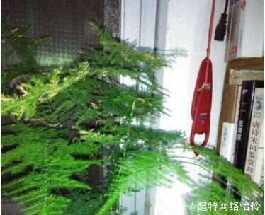 长爆|文竹快速“长爆盆”有秘诀,关键要“春剪”,蹭蹭冒出“小笋芽”