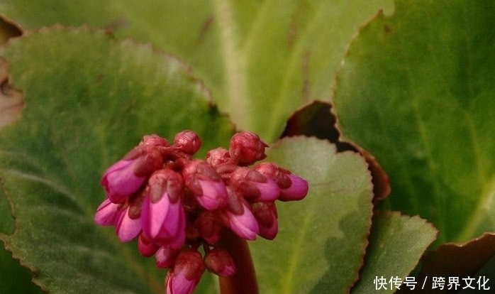 功效|长在海拔2千米的这种农村野草,有特别的功效,一斤能卖上千元