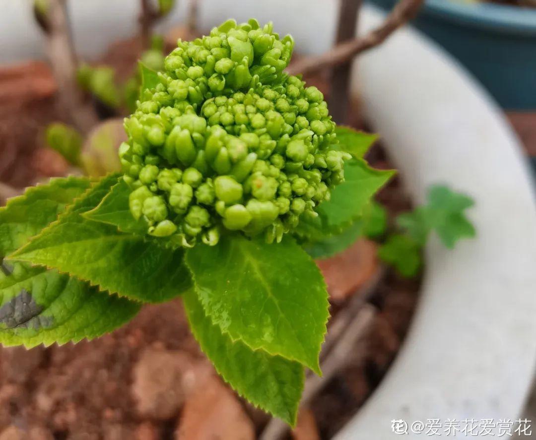 营养液|马上进入花期的花，10天一次肥，下个月就开花