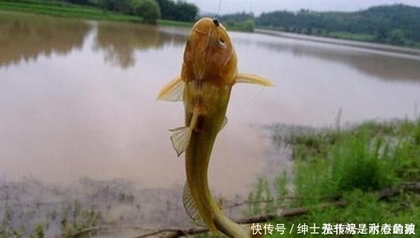 肉食性|野钓黄颡鱼的几种打窝方法,诱鱼成群,才能轻松连竿上鱼