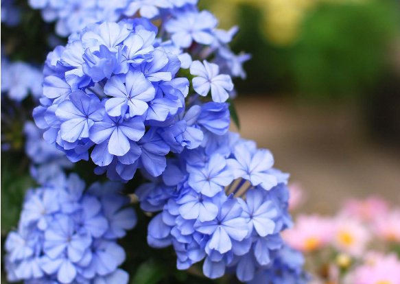 月季花|4种花，让人感觉非常清爽，非常适合在夏季养护