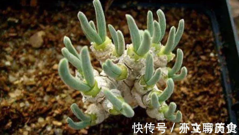 碧玉环|3款高颜值多肉,大部分人都后悔入手,图片好看,养起来很坑