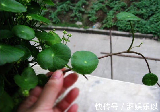 花农透露3种植物白送也别要,在家养容易给自己招麻烦