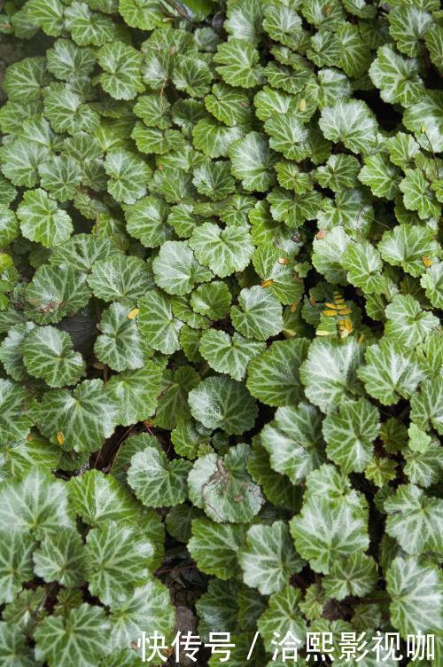 女人不想大肚子,水桶腰,摘点野草,晒干泡茶,养肝,还能美白