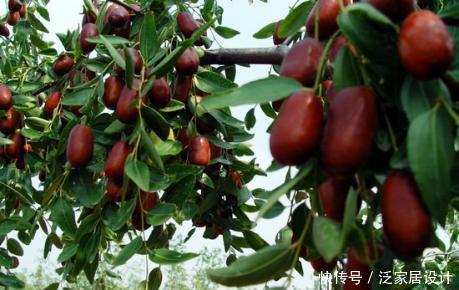 果子|家里院子别光养月季花,种上3棵果树,添子添福,还能随手摘果子