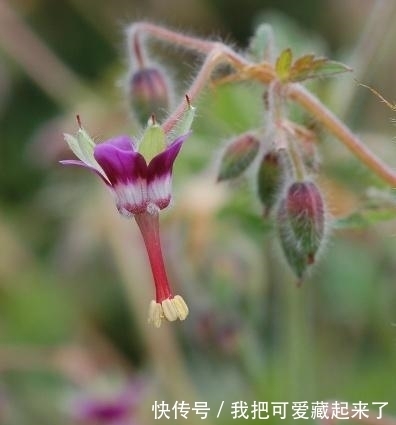 草药|这种野草,以前常被当做杂草,殊不知,它是治疗风湿疼痛的良药!