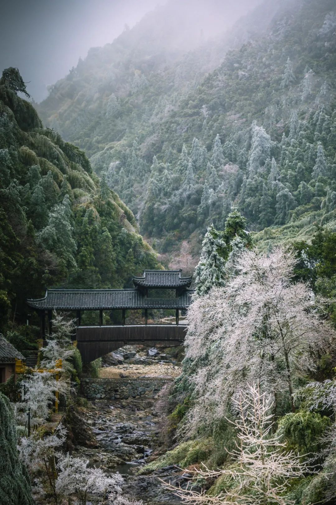 庆元县|不是初雪，胜似初雪，庆元雾凇，宛若仙境！