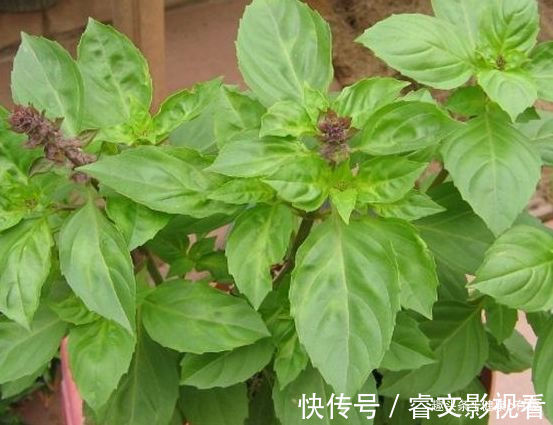 珍珠宝塔|喜欢菊花就选“情人菊”,花姿优美,娇艳动人,花期长适合盆栽养