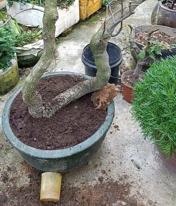 蟹爪兰|长寿花换盆，切忌越换越大，一直用小盆养才好！