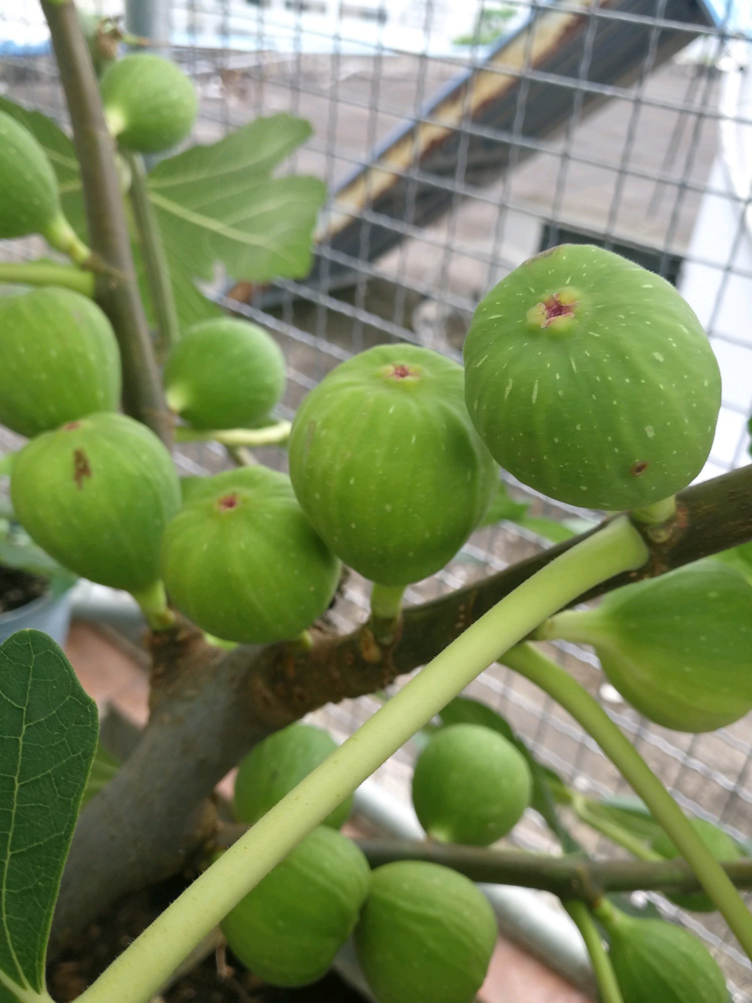 适合新手养的花，丢土里就能活，两个月开花，花色丰富多彩