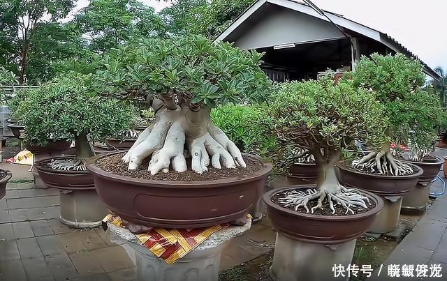 观赏价值|沙漠玫瑰怎么养沙漠玫瑰盆栽的养殖方法和注意事项