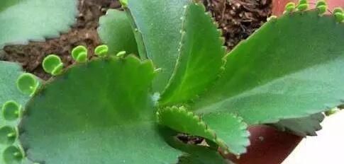 这2种花,碰掉个叶子掉盆里,自己长1盆,比绿萝吊兰好养100倍