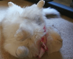 |搞笑动图:小家伙,躺着卖萌噶哈呢!