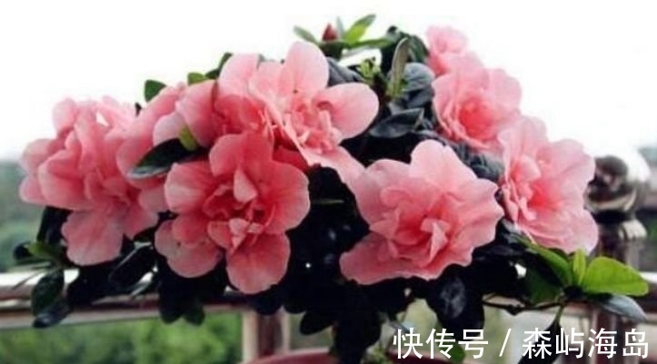 映山红|4种高颜值“网红花”,花美色艳,一言不合就爆盆,你一定喜欢