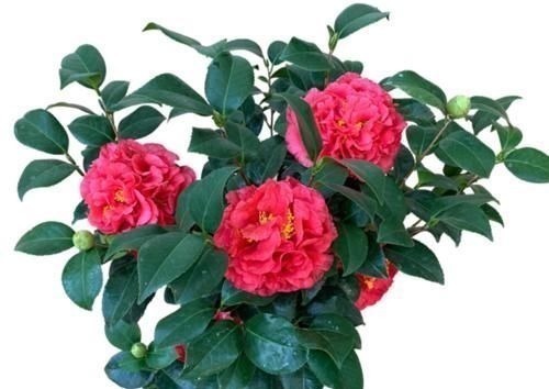 八种以牡丹命名的花卉,开花鲜艳漂亮,颜值高,值得养