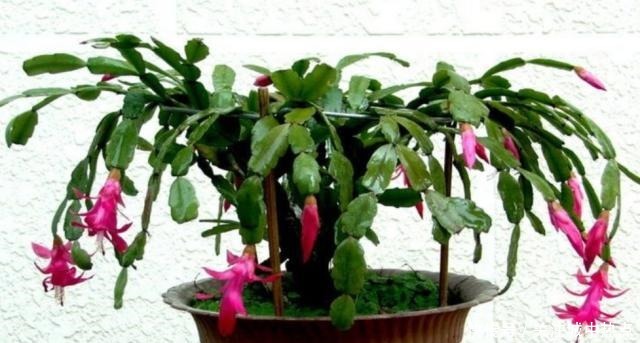 养蟹爪兰,入冬后3个地方不能放,否则影响开花!