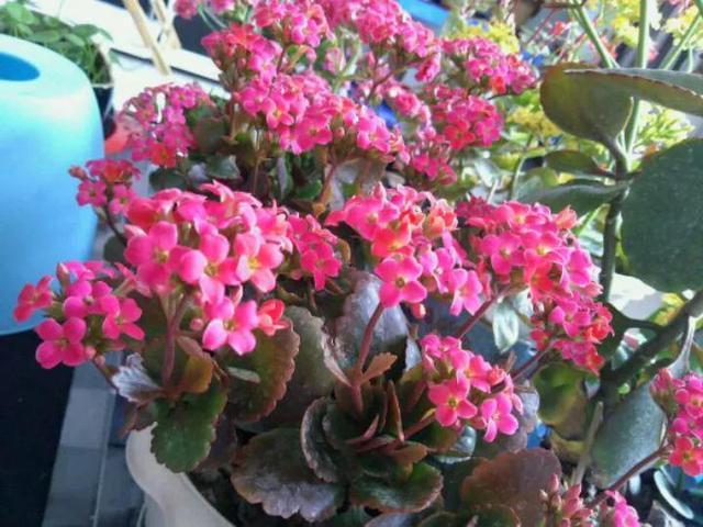 光照|长寿花能否“早开花”注意3个“小细节”,30天长粗枝、花爆盆