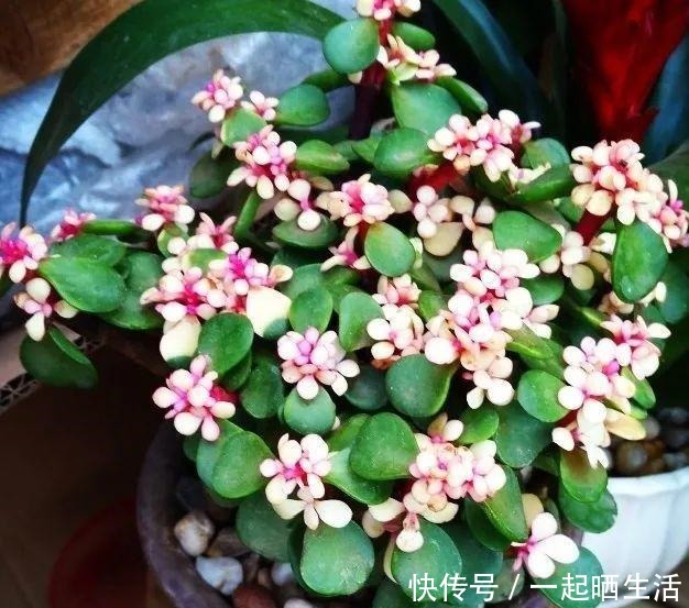 金枝玉叶开花了,特罕见,比雅乐之舞还美!金枝玉叶开花了,特罕见,比雅乐之舞还美!