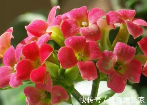 新手养花，不如养盆花中精品“情人菊”，似妩媚情人，芳香四溢