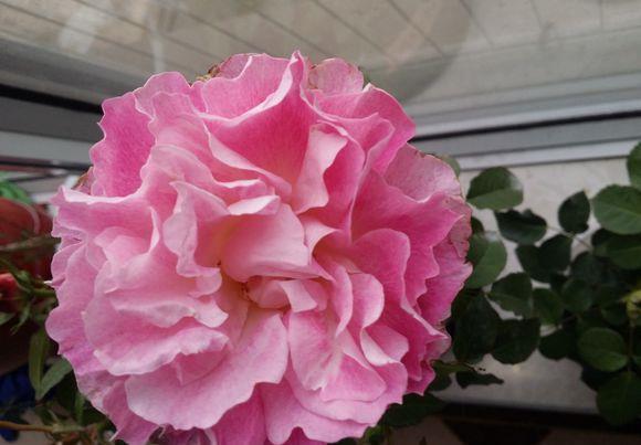 朱迪|养花试试这几款,大碗形的花又圆又满,色彩迷人